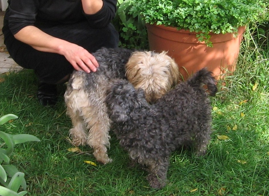Qui ci sono troppi gatti, apriamo una discussione cani